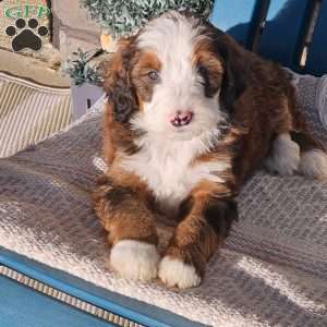 Koda, Bernedoodle Puppy