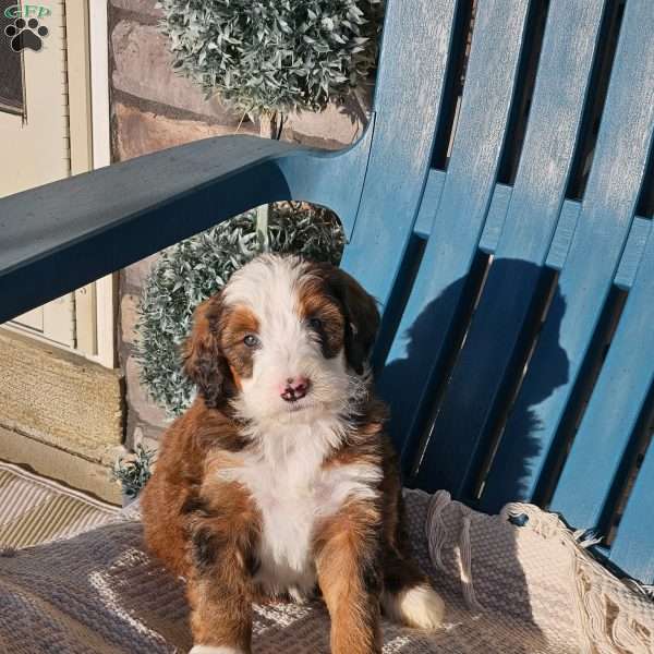 Koda, Bernedoodle Puppy
