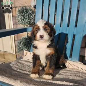 Asher, Bernedoodle Puppy