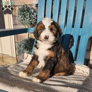 Asher, Bernedoodle Puppy