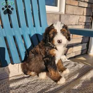 Asher, Bernedoodle Puppy