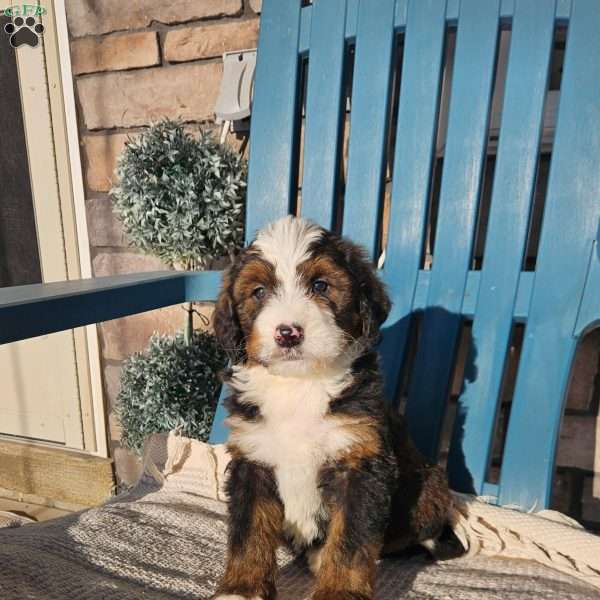 Asher, Bernedoodle Puppy