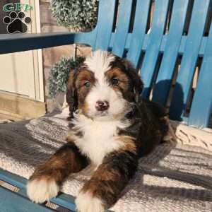 Asher, Bernedoodle Puppy