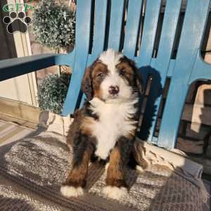 Asher, Bernedoodle Puppy