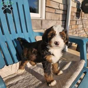Asher, Bernedoodle Puppy