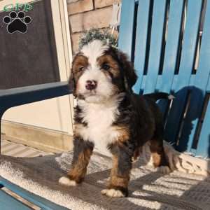 Asher, Bernedoodle Puppy