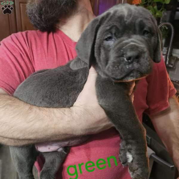 Loki, Cane Corso Puppy