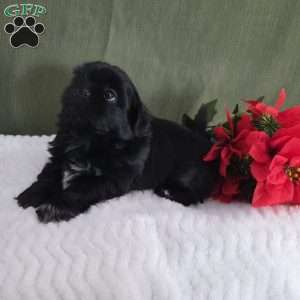 Herbie, Shih Tzu Puppy