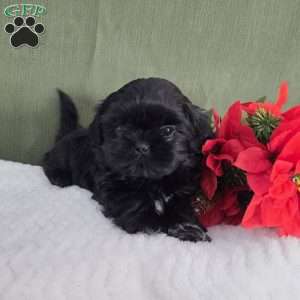 Herbie, Shih Tzu Puppy