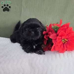 Herbie, Shih Tzu Puppy