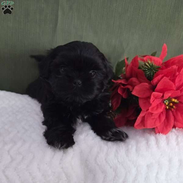 Herbie, Shih Tzu Puppy