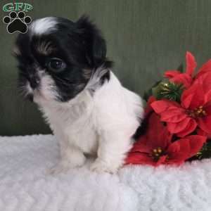 Hope, Shih Tzu Puppy