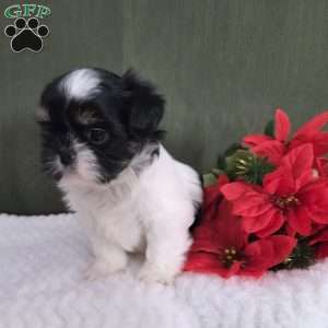 Hope, Shih Tzu Puppy