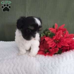 Hope, Shih Tzu Puppy