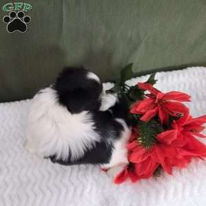 Hope, Shih Tzu Puppy