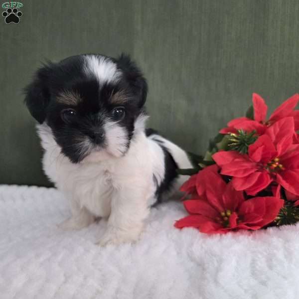 Hope, Shih Tzu Puppy