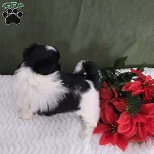 Hope, Shih Tzu Puppy