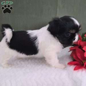 Hope, Shih Tzu Puppy