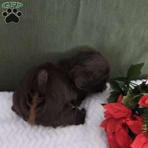 Holly, Shih Tzu Puppy