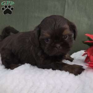 Holly, Shih Tzu Puppy