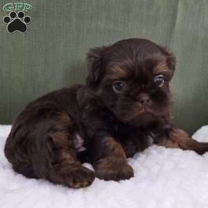 Holly, Shih Tzu Puppy