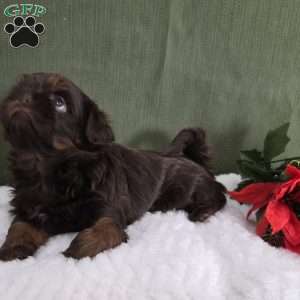 Holly, Shih Tzu Puppy