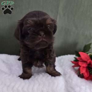 Holly, Shih Tzu Puppy