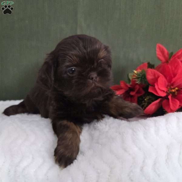 Holly, Shih Tzu Puppy