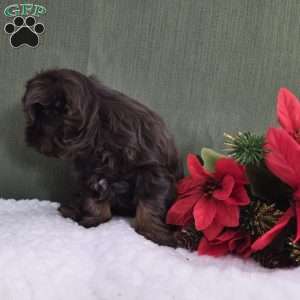 Holly, Shih Tzu Puppy