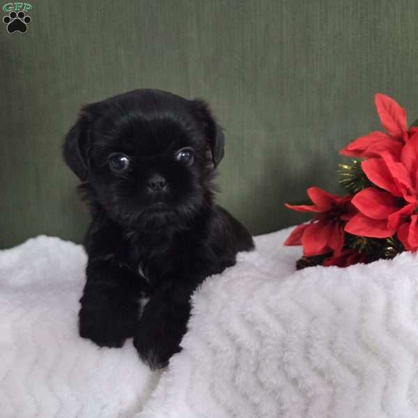 Harper, Shih Tzu Puppy