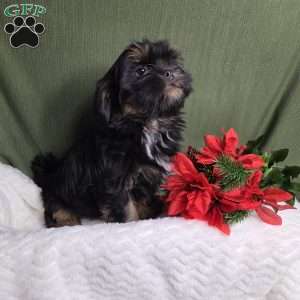 Baron, Shih Tzu Puppy