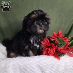 Baron, Shih Tzu Puppy