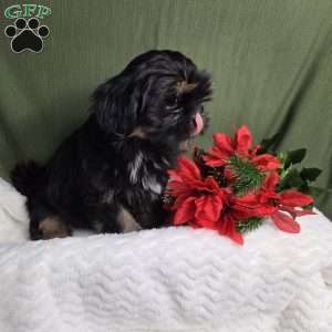 Baron, Shih Tzu Puppy