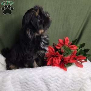 Baron, Shih Tzu Puppy