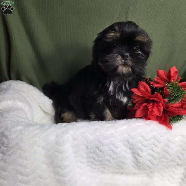 Baron, Shih Tzu Puppy