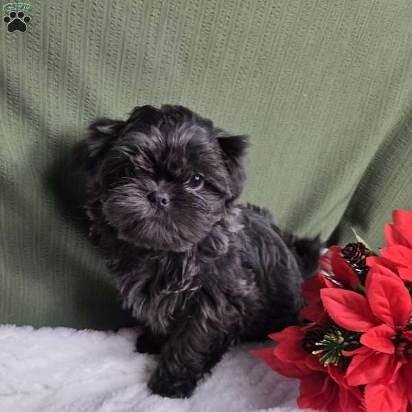 Hazel, Shih Tzu Puppy