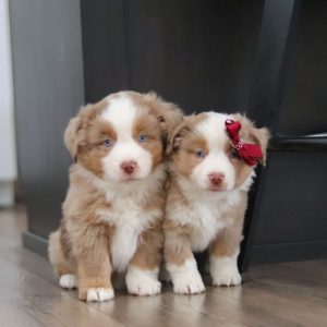 Wes & Karen Miller, View Puppies Breeder