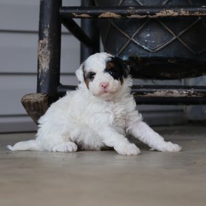 Melvin King,  Breeder