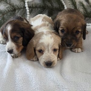 Ervin & Elizabeth Martin,  Breeder