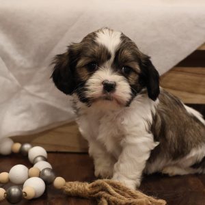 Sylvia Weaver,  Breeder