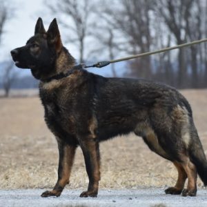 Aaron Glick,  Breeder