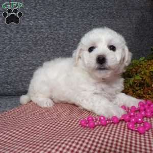 Angel, Bichon Frise Puppy