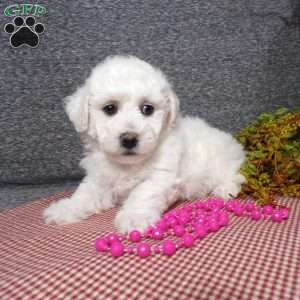 Angel, Bichon Frise Puppy