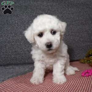 Angel, Bichon Frise Puppy
