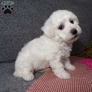 Angel, Bichon Frise Puppy