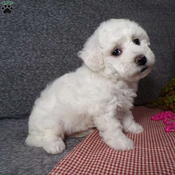 Angel, Bichon Frise Puppy
