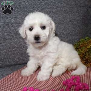 Angel, Bichon Frise Puppy