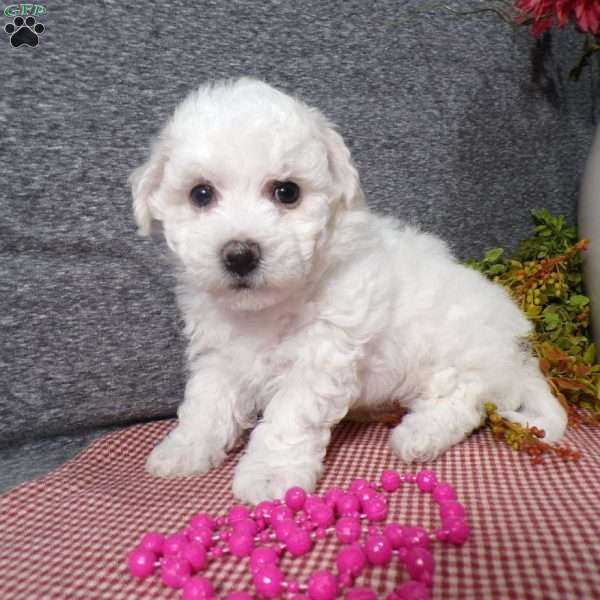 Snowy, Bichon Frise Puppy