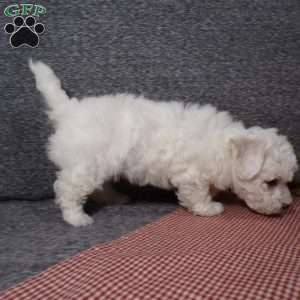 Snowy, Bichon Frise Puppy