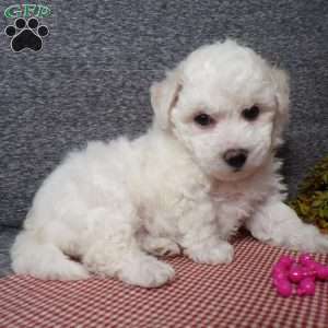 Snowy, Bichon Frise Puppy
